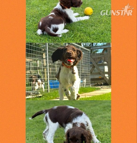  English Springer Spaniels ready to go