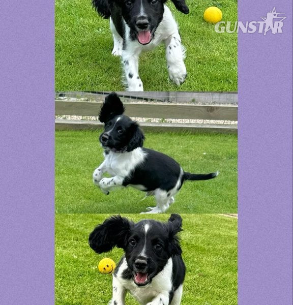 English Springer Spaniels ready to go - {CATEGORY}
