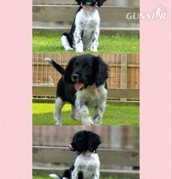 {CATEGORY} - English Springer Spaniels ready to go in 