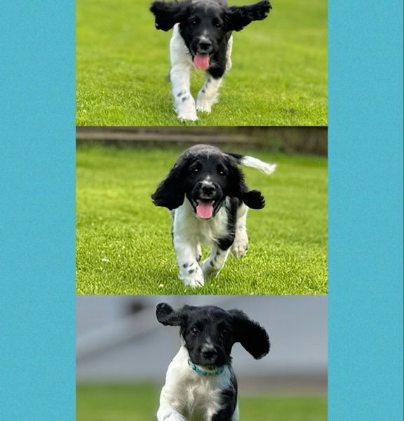 English Springer Spaniels ready to go - {CATEGORY} in 