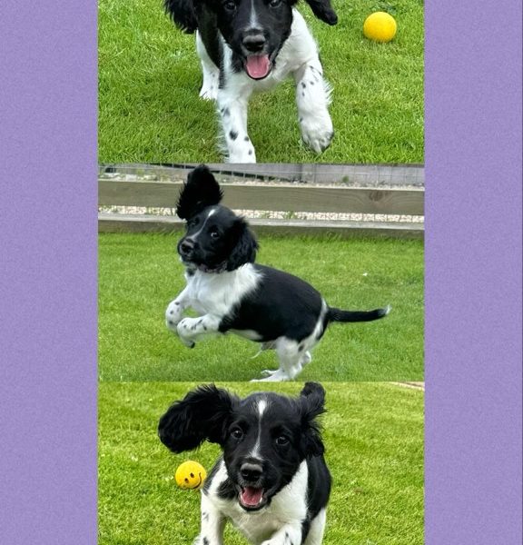 English Springer Spaniels ready to go - {CATEGORY}