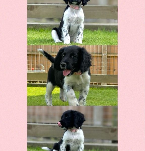 {CATEGORY} - English Springer Spaniels ready to go in 
