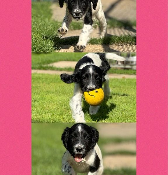 {CATEGORY} - English Springer Spaniels ready to go