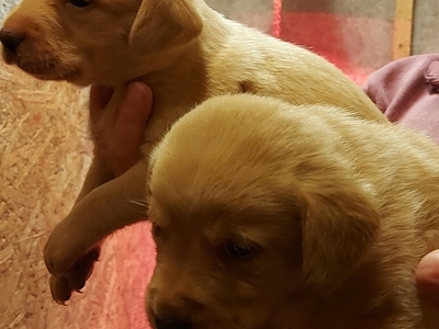 Labrador Puppies