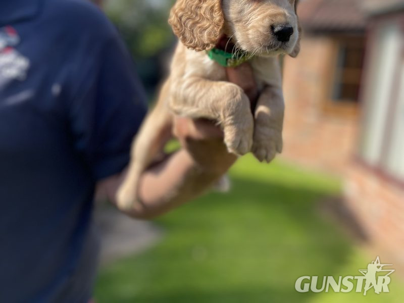 KC REGISTERED PEDIGREE GOLDEN/RED WORKING COCKER SPANIEL PUPPIES - READY TO GO NOW 