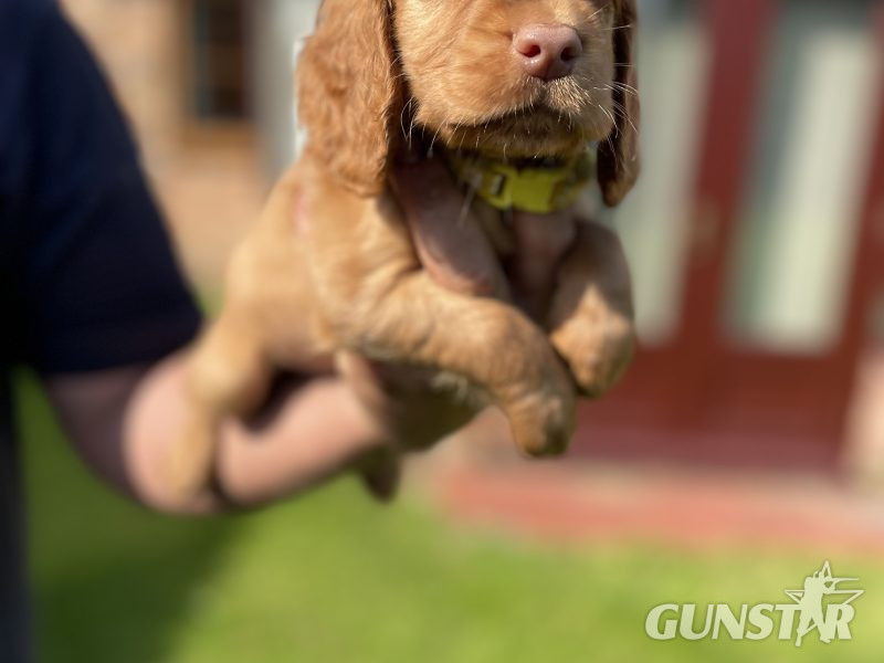 KC REGISTERED PEDIGREE GOLDEN/RED WORKING COCKER SPANIEL PUPPIES - READY TO GO NOW - {CATEGORY} in 