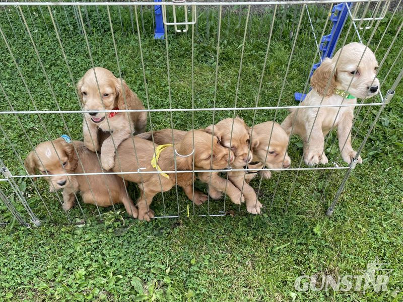 KC REGISTERED PEDIGREE GOLDEN/RED WORKING COCKER SPANIEL PUPPIES - READY TO GO NOW in 