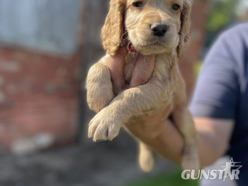  KC REGISTERED PEDIGREE GOLDEN/RED WORKING COCKER SPANIEL PUPPIES - READY TO GO NOW