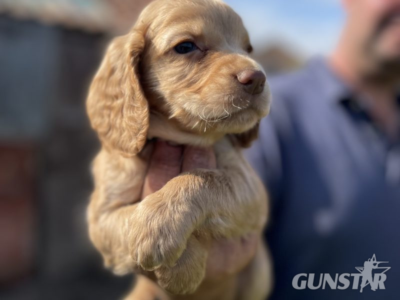 KC REGISTERED PEDIGREE GOLDEN/RED WORKING COCKER SPANIEL PUPPIES - READY TO GO NOW - {CATEGORY}