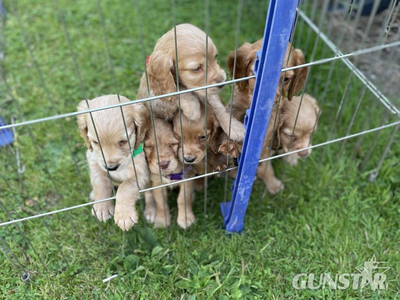 KC REGISTERED PEDIGREE GOLDEN/RED WORKING COCKER SPANIEL PUPPIES - READY TO GO NOW