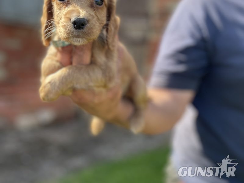 {CATEGORY} - KC REGISTERED PEDIGREE GOLDEN/RED WORKING COCKER SPANIEL PUPPIES - READY TO GO NOW in 