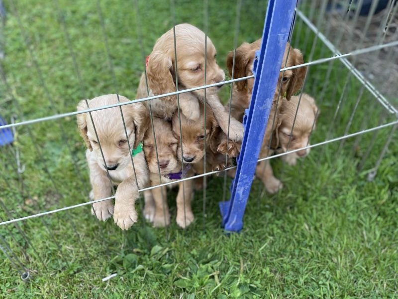 KC REGISTERED PEDIGREE GOLDEN/RED WORKING COCKER SPANIEL PUPPIES - READY TO GO NOW