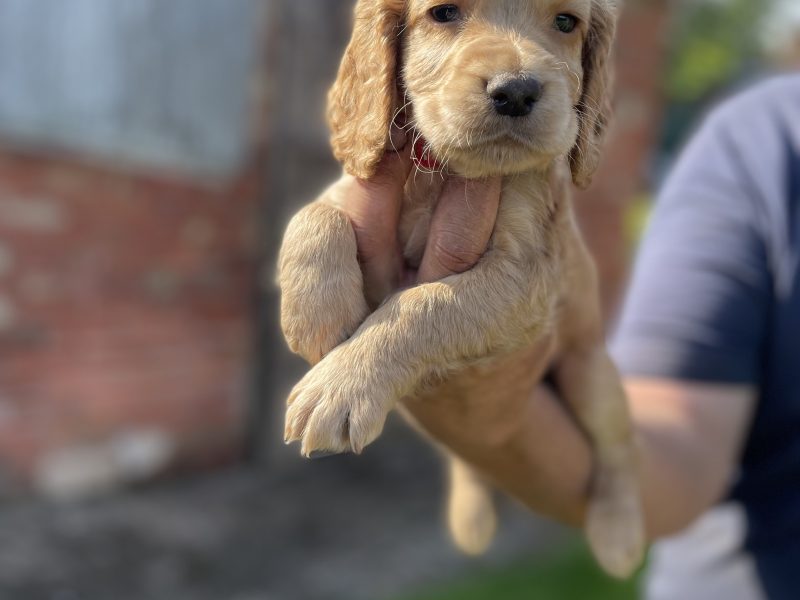  KC REGISTERED PEDIGREE GOLDEN/RED WORKING COCKER SPANIEL PUPPIES - READY TO GO NOW