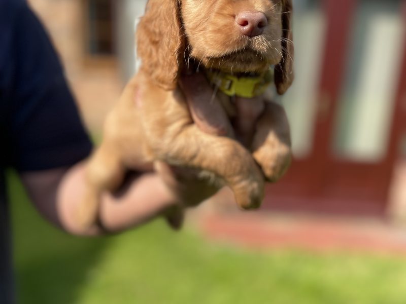 KC REGISTERED PEDIGREE GOLDEN/RED WORKING COCKER SPANIEL PUPPIES - READY TO GO NOW - {CATEGORY} in 