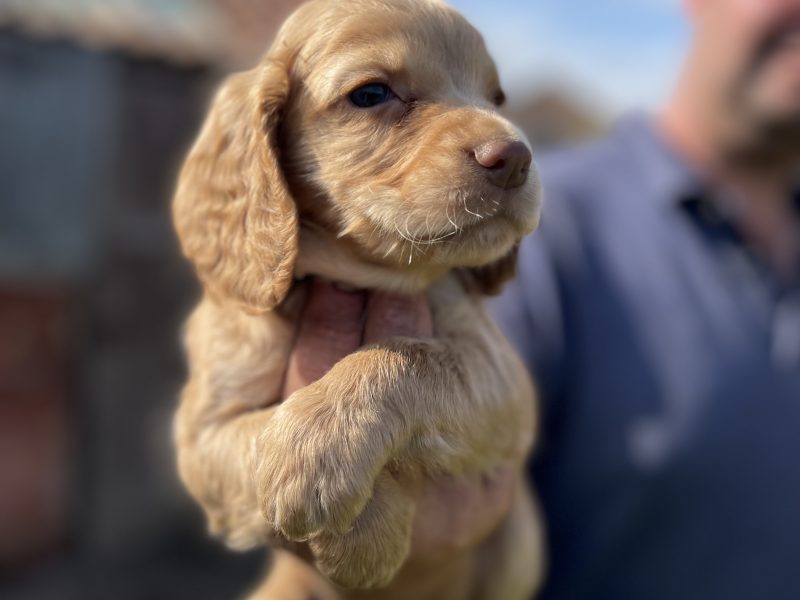 KC REGISTERED PEDIGREE GOLDEN/RED WORKING COCKER SPANIEL PUPPIES - READY TO GO NOW - {CATEGORY}