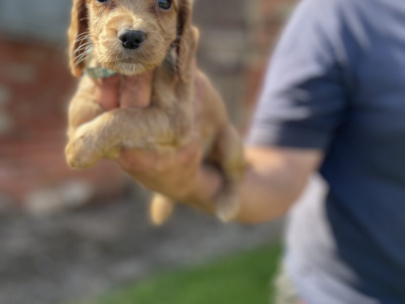 {CATEGORY} - KC REGISTERED PEDIGREE GOLDEN/RED WORKING COCKER SPANIEL PUPPIES - READY TO GO NOW in 