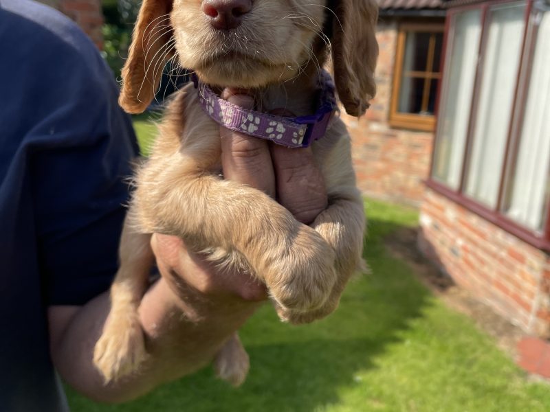{CATEGORY} - KC REGISTERED PEDIGREE GOLDEN/RED WORKING COCKER SPANIEL PUPPIES - READY TO GO NOW