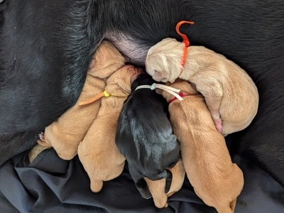 Exceptional Health Tested Working Labrador Litter