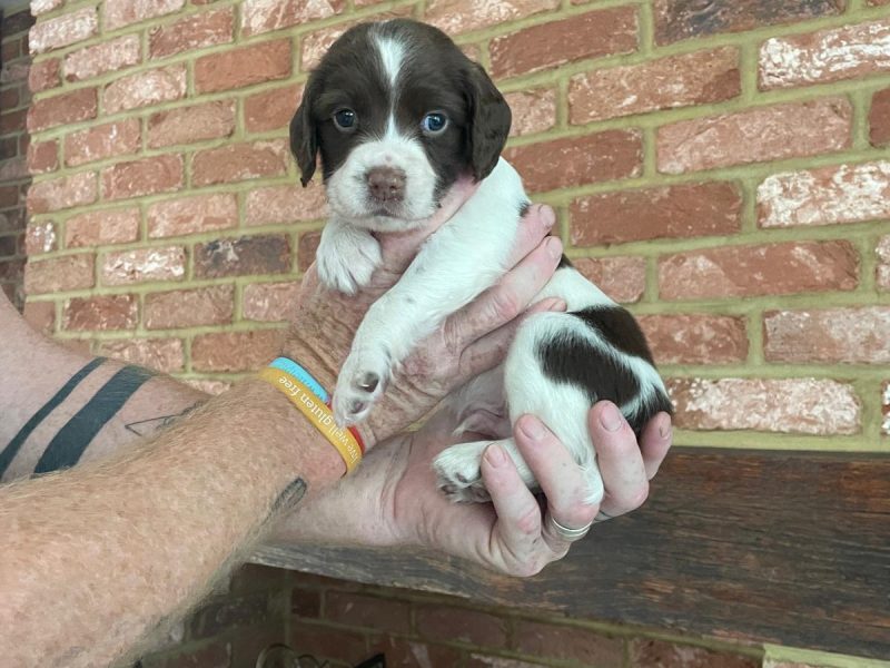 Working Springer spainels - {CATEGORY}
