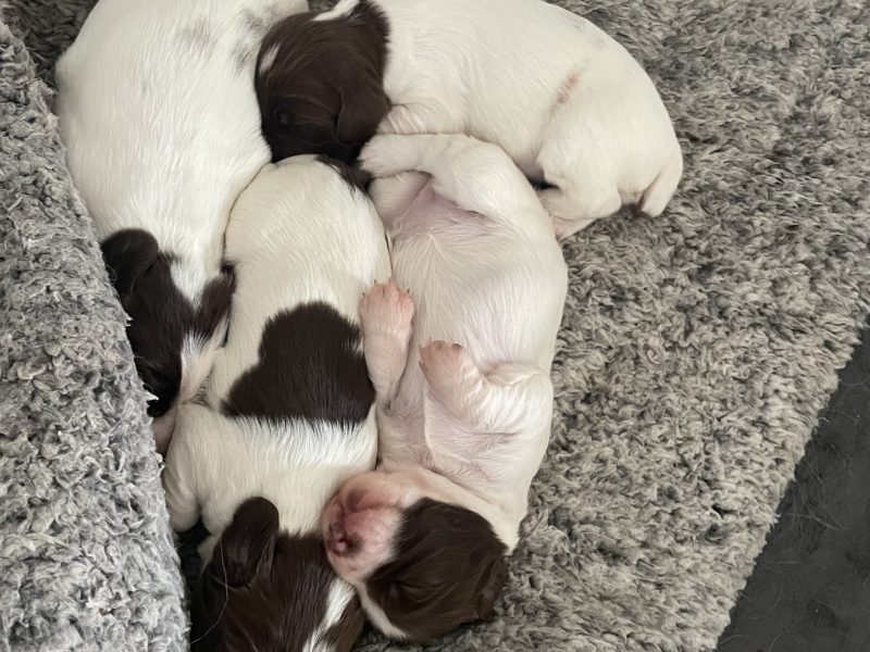 {CATEGORY} - Working Springer spainels in 