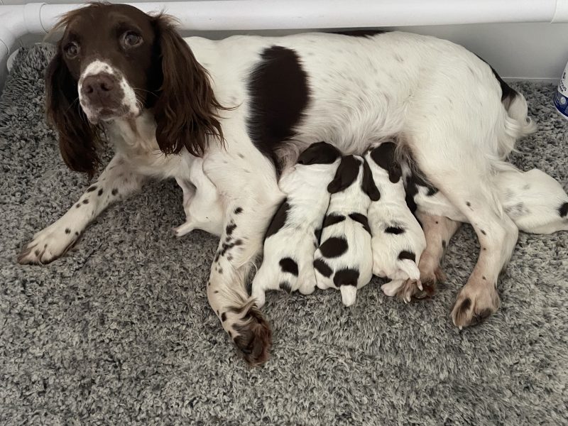{CATEGORY} - Working Springer spainels