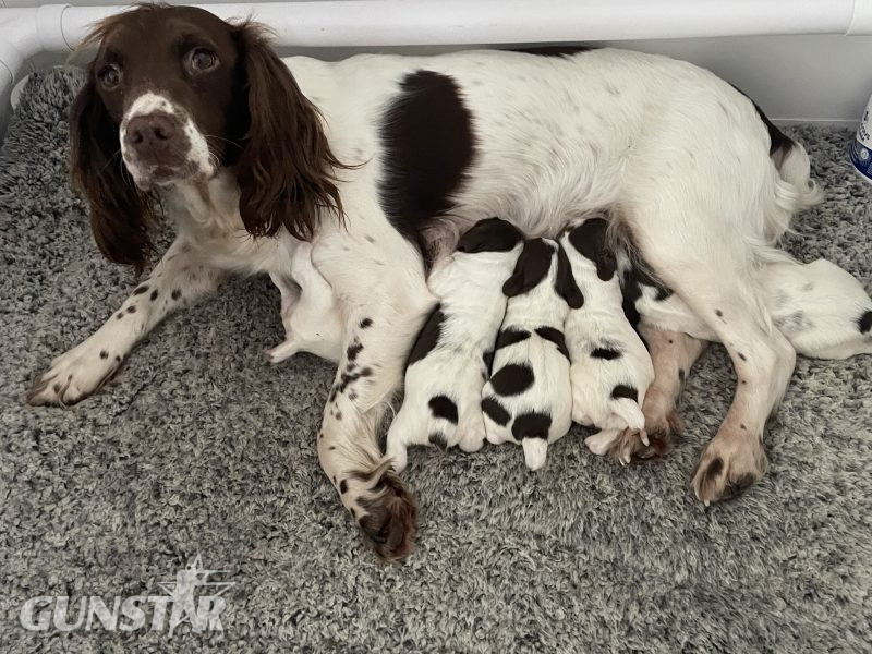 {CATEGORY} - Working Springer spainels