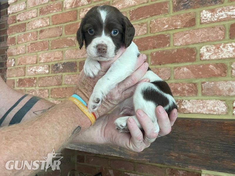 Working Springer spainels - {CATEGORY}