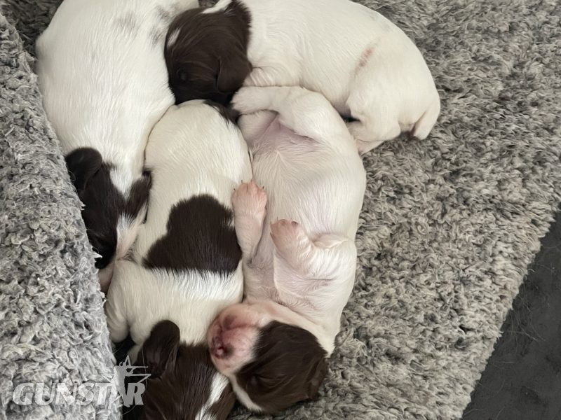 {CATEGORY} - Working Springer spainels in 