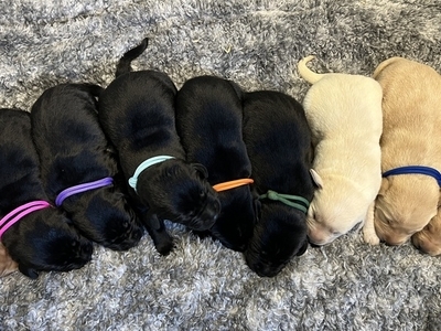Chunky Drakeshead X Drumgoose Warlord Pedigree Pups
