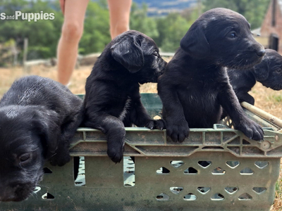 Springador puppies for sale 
