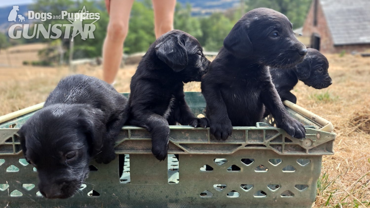 Springador puppies for sale  in 