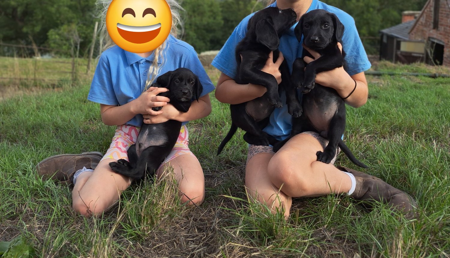 Springador puppies for sale 