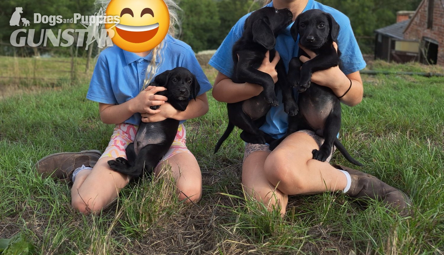 Springador puppies for sale 