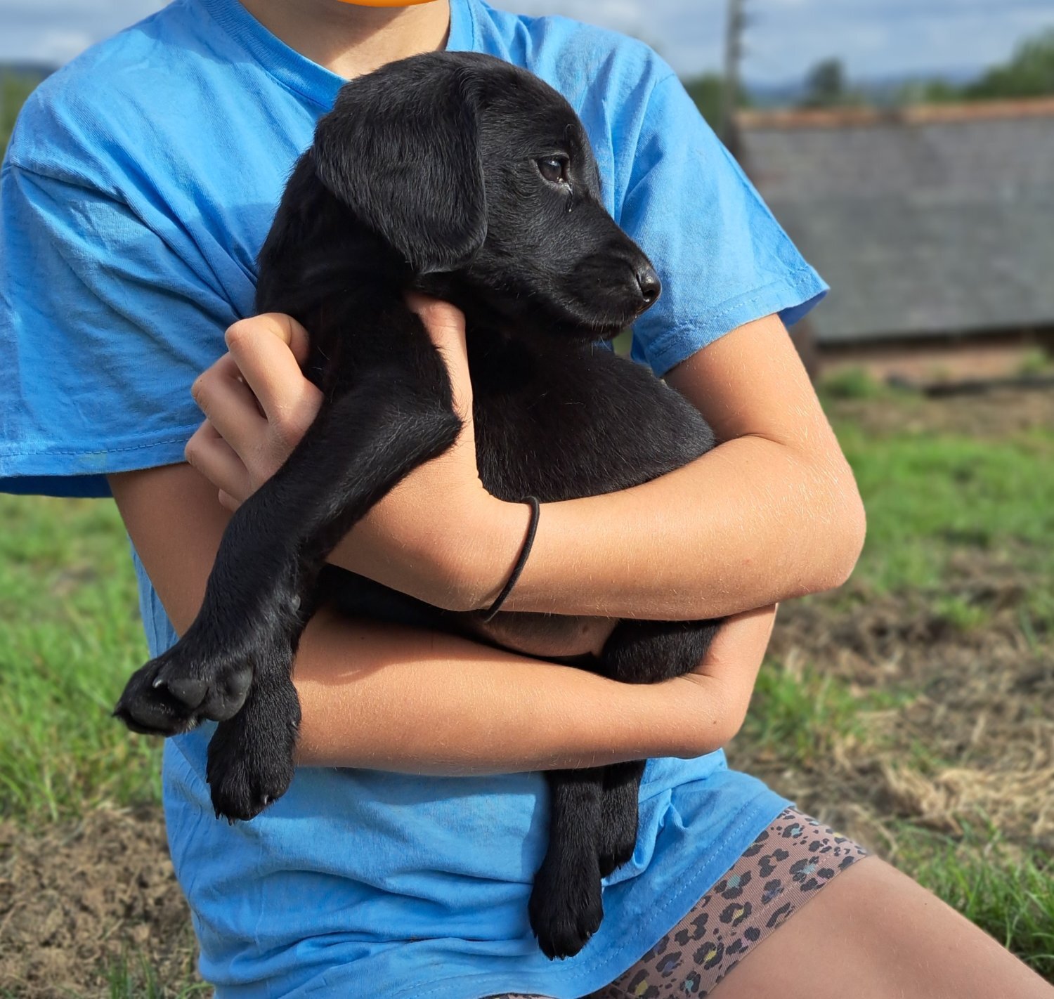  Springador puppies for sale 