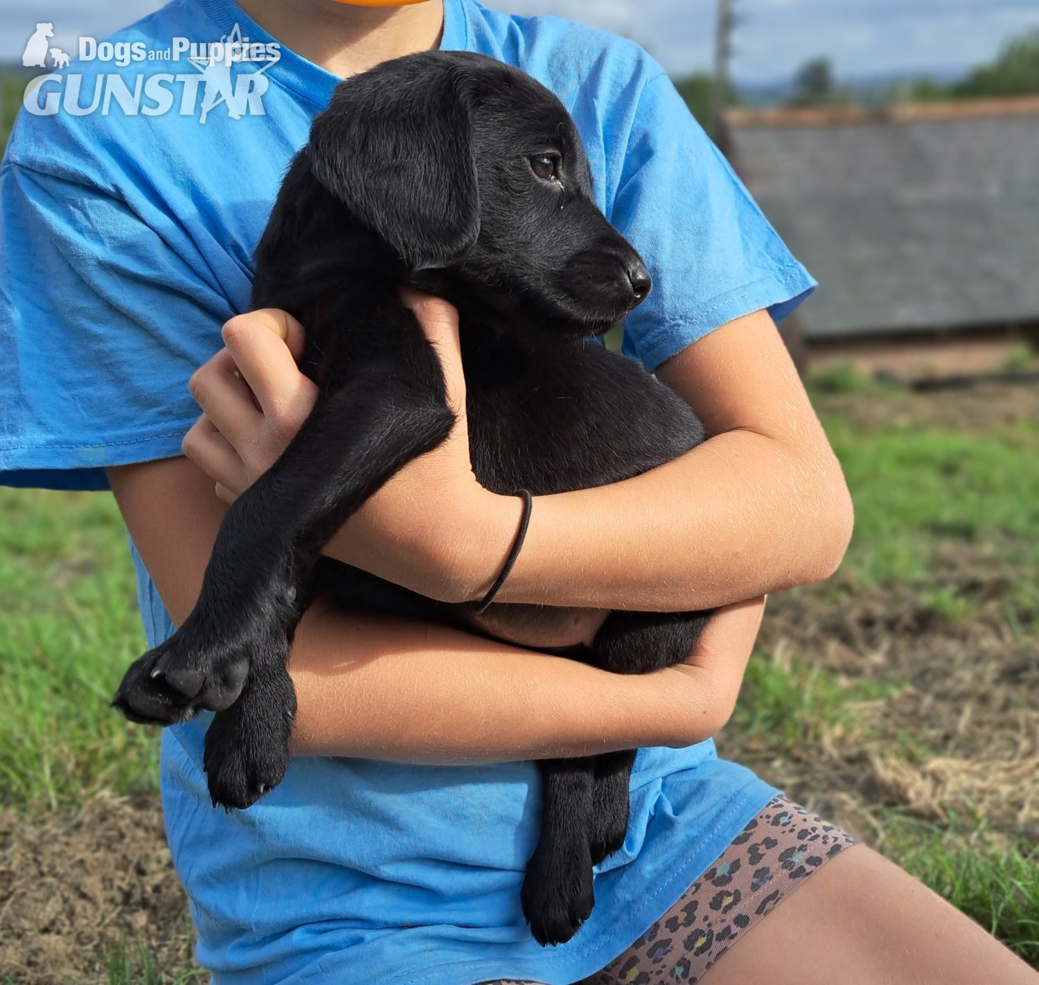  Springador puppies for sale 