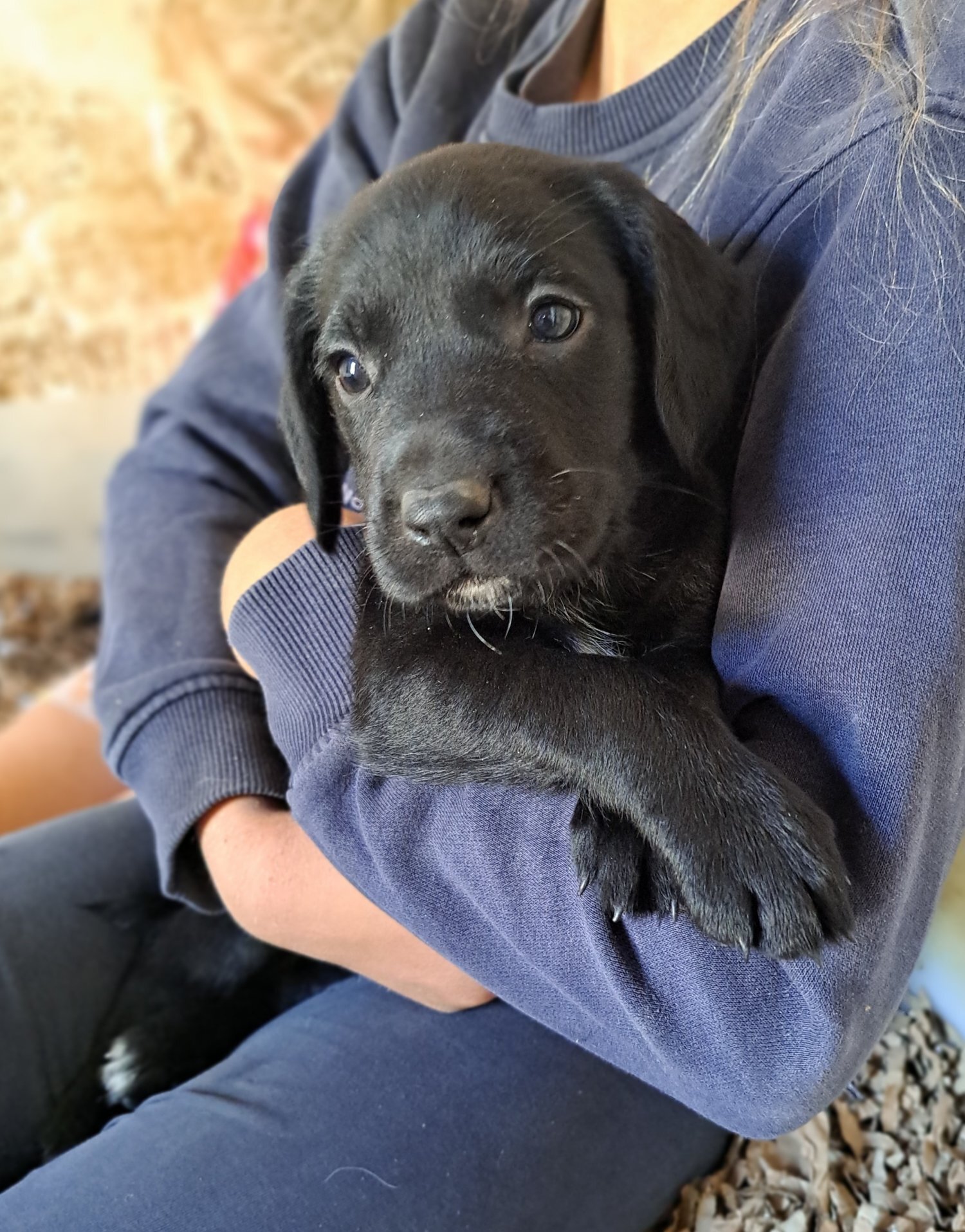 Springador puppies for sale  - {CATEGORY} in 