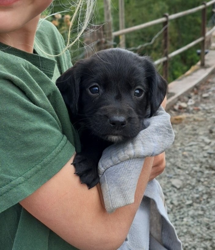 Springador puppies for sale  - {CATEGORY}