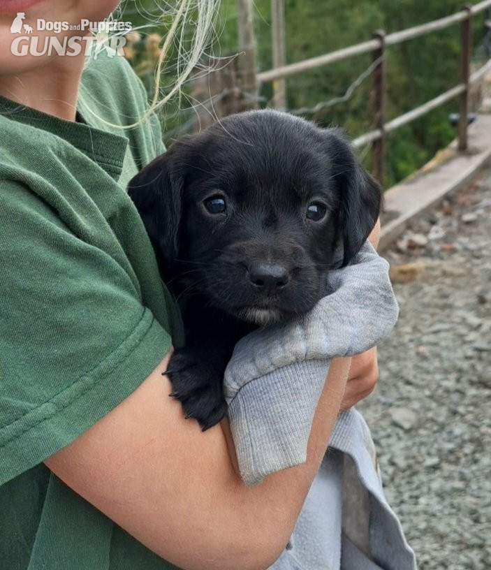 Springador puppies for sale  - {CATEGORY}