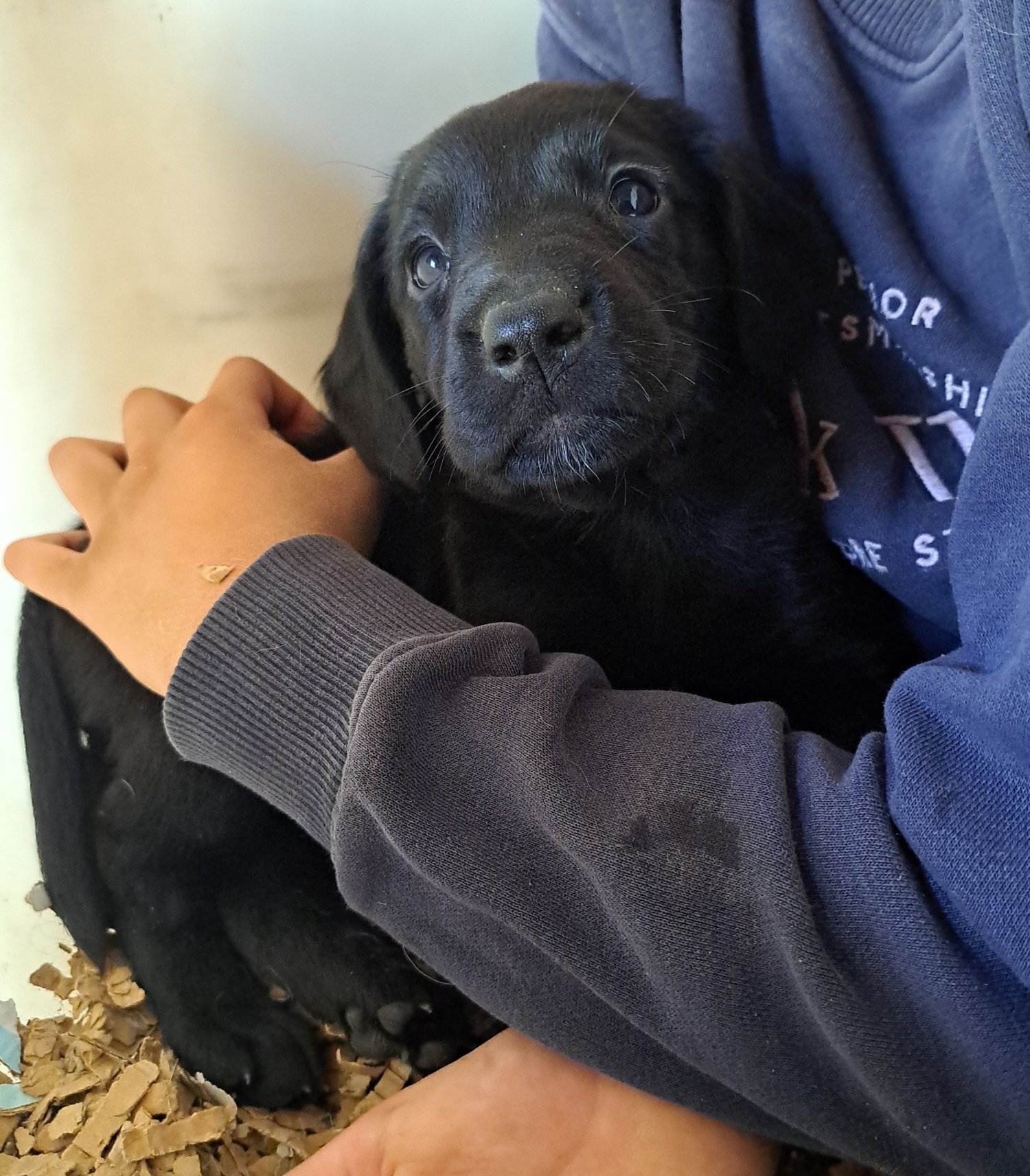 Springador puppies for sale  