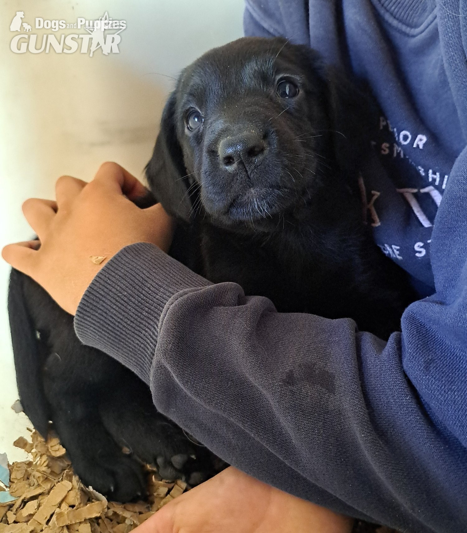 Springador puppies for sale  