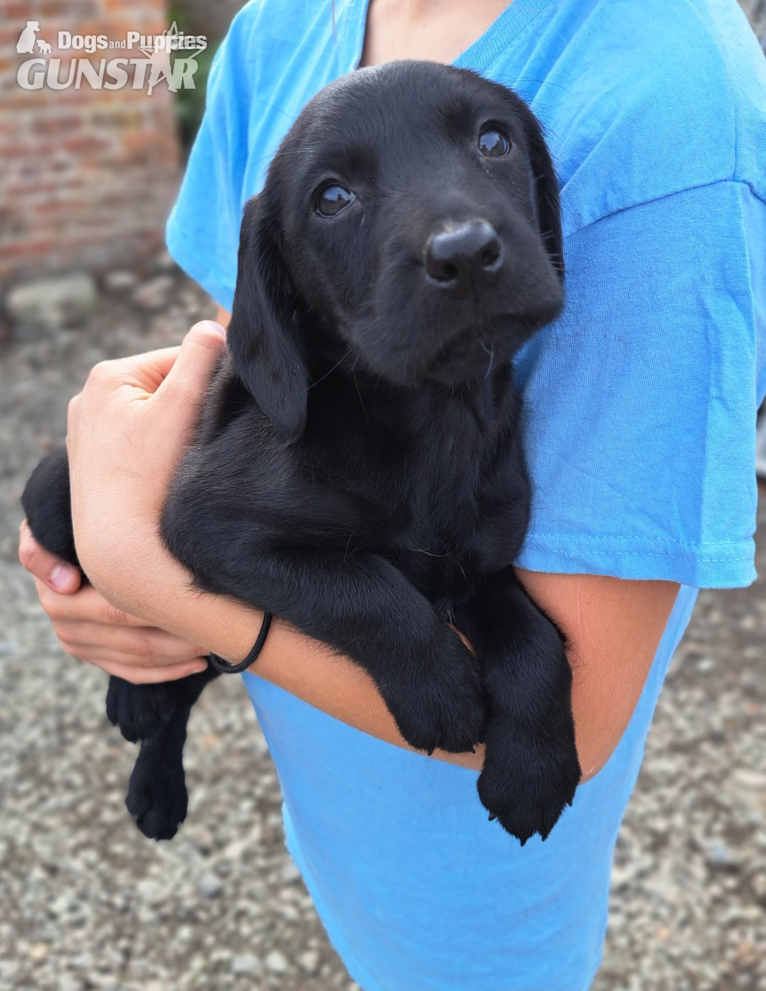 {CATEGORY} - Springador puppies for sale  in 