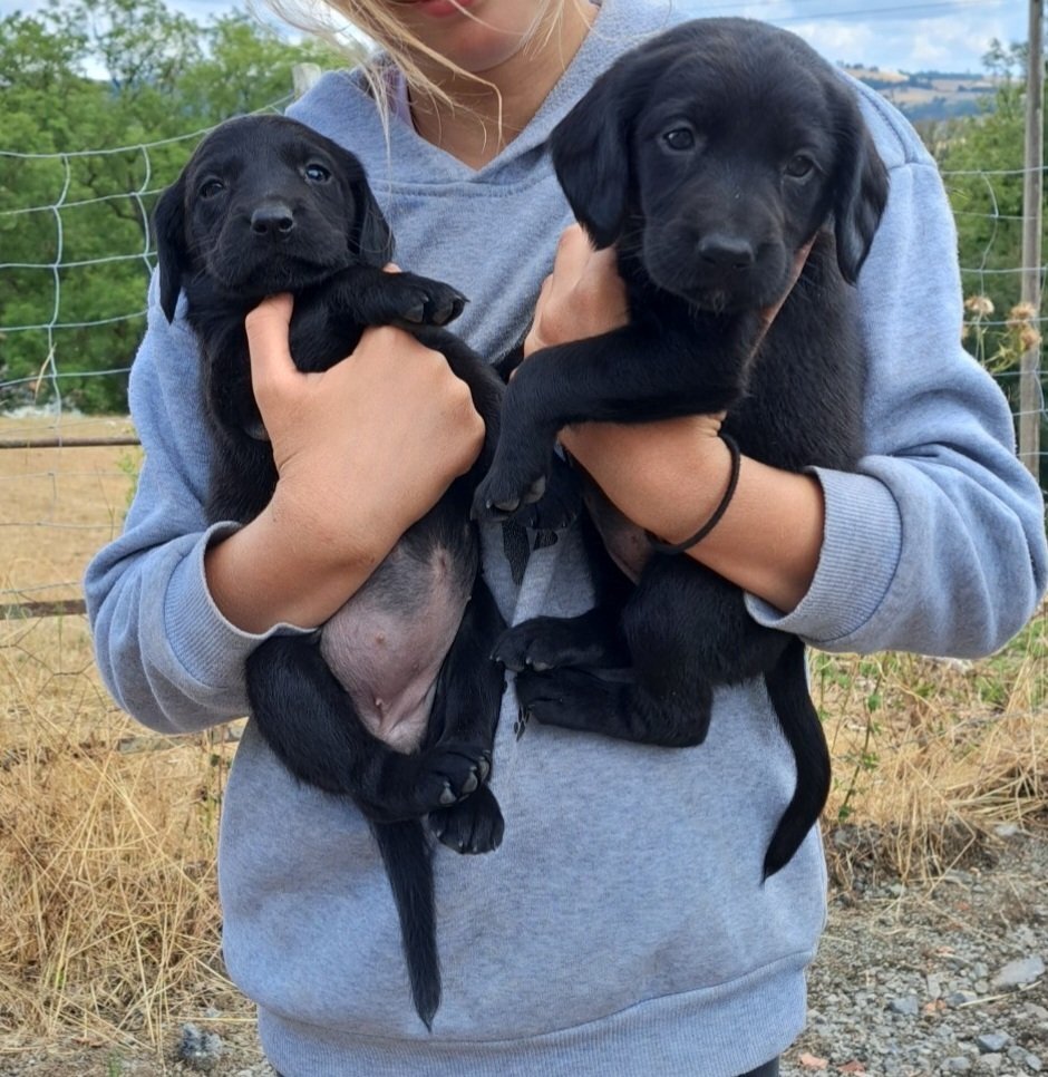 {CATEGORY} - Springador puppies for sale 