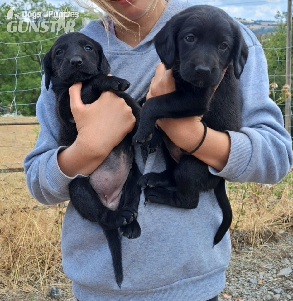 {CATEGORY} - Springador puppies for sale 