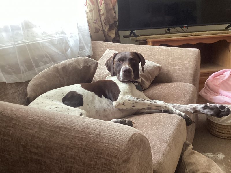 Pure Bred German Shorthaired Pointer Pups - {CATEGORY} in 