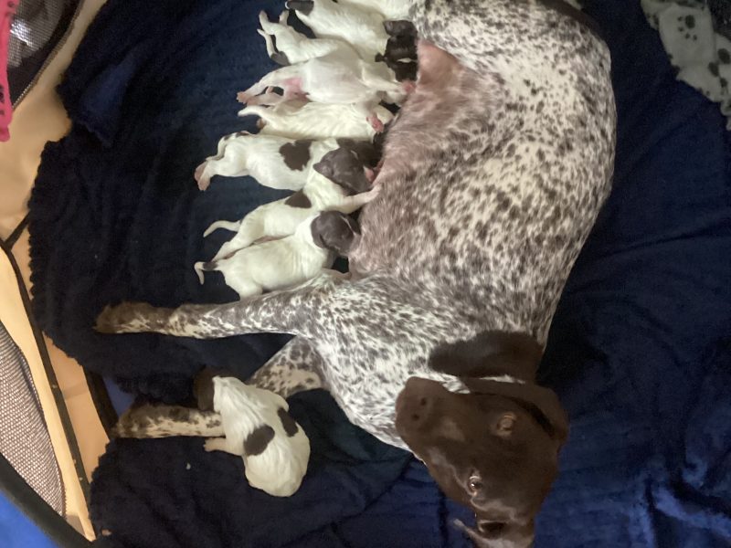 Pure Bred German Shorthaired Pointer Pups - {CATEGORY}