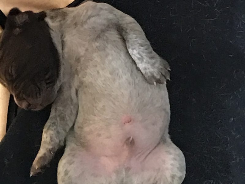 {CATEGORY} - Pure Bred German Shorthaired Pointer Pups in 