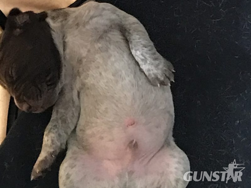 {CATEGORY} - Pure Bred German Shorthaired Pointer Pups in 