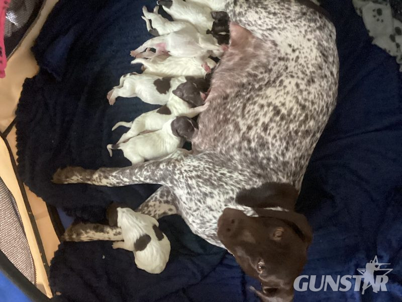 Pure Bred German Shorthaired Pointer Pups - {CATEGORY}
