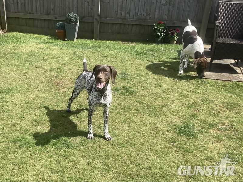 Pure Bred German Shorthaired Pointer Pups in 