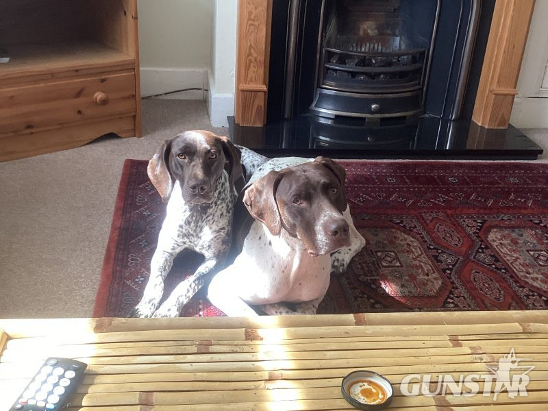 Pure Bred German Shorthaired Pointer Pups